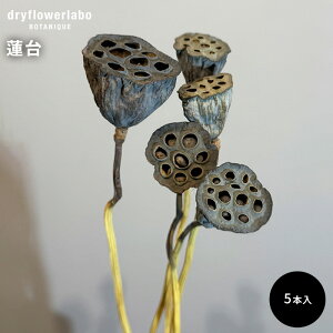 hCt[ @ 5{ CeA  fBXvC AeB[N   AW XbO u[P ԍ f hCt[{ dfl