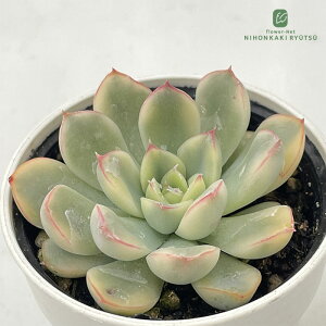 A hmGPxA vhjX A GPxA 6cm|bg