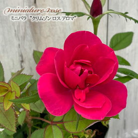 予約販売 ミニバラ クリムゾンロスアロマ 3号ポット 四季咲き 芳香 香り バラ 薔薇 バラ苗 苗 レッド mnu 3月上旬以降発送