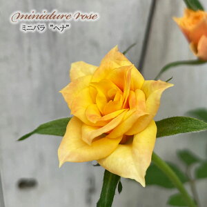 \̔ ~jo wi 3|bg lG炫 F  o KN oc c CG[ mnu 3{ȍ~