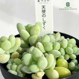 多肉植物 hstセダム 天使のしずく 多肉植物 星つぶやさん苗 セダム 7.5cmポット