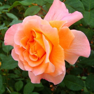 \̔ o c o Vc  AEOX^C[[ lG炫 KN ΂ sN tros 4{ȍ~