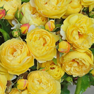 \̔ o c o Vc fo[ Vg[hDVxj[ io^o蒆 lG炫 KN ΂  F has 4{ȍ~