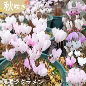選べる秋咲き原種シクラメン 苗 9cmポット 個性派 シクラメン 花苗 ガーデニング 苗 hrc
