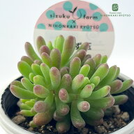 多肉植物 sizセダム あんず玉 多肉植物 雫ファームさん苗 セダム 6cmポット