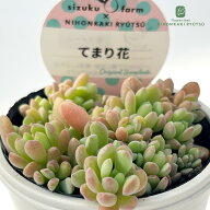 多肉植物 sizセダム てまり花 多肉植物 雫ファームさん苗 セダム 6cmポット