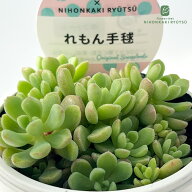多肉植物 sizセダム れもん手毬 多肉植物 雫ファームさん苗 セダム 6cmポット