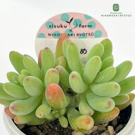 多肉植物 sizセダム 月おとめ 多肉植物 雫ファームさん苗 セダム 6cmポット
