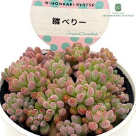 多肉植物 sizセダム 雛べりー 多肉植物 雫ファームさん苗 セダム 6cmポット
