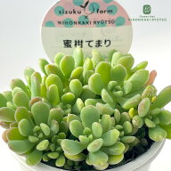 多肉植物 sizセダム 蜜柑てまり 多肉植物 雫ファームさん苗 セダム 6cmポット