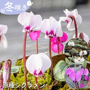 �I�ׂ�~�炫����V�N������ �c 9cm�|�b�g ���h �V�N������ �ԕc �K�[�f�j���O �c hrc