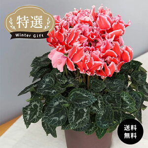 I VN nIXJ[[ C`T[ 5  ܂_ Ε ~Mtg v[g A  mdn