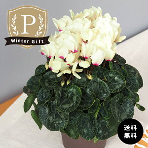 v~A VN [LfB 5  ܂_ Ε ~Mtg v[g A  mdn