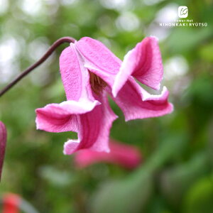 \̔ N}`X c Gg[[Y r`Zn lG炫 {̃N}`X 3|bg Gg[ [ sugi 3{ȍ~