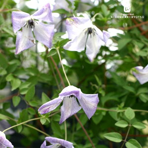 \̔ N}`X c J[AOWAX r`Zn lG炫 {̃N}`X 3|bg OWAg u[ sugi 3{ȍ~