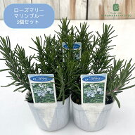 ローズマリー 苗 マリンブルー 3個セット 7.5〜9cmポット 虫除け 立性 宿根草 苗木 花木 ハーブ苗 Herb