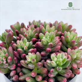 多肉植物 seセダム オーロラ 信華園さんの苗 7.5cmポット