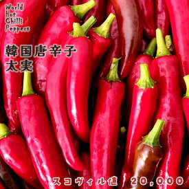 予約販売 トウガラシ苗 韓国唐辛子 太実 9cmポット 唐辛子 とうがらし 野菜苗 家庭菜園 nft 5月下旬以降発送
