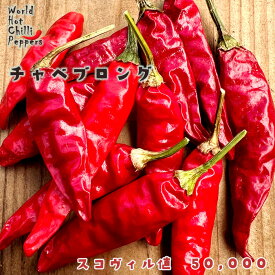 予約販売 トウガラシ苗 チャベブロング 9cmポット 唐辛子 とうがらし 野菜苗 家庭菜園 nft 5月下旬以降発送