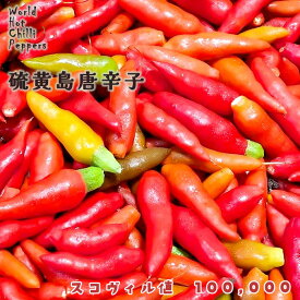 予約販売 トウガラシ苗 硫黄島唐辛子 9cmポット 唐辛子 とうがらし 野菜苗 家庭菜園 nft 5月下旬以降発送