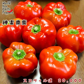 予約販売 トウガラシ苗 神楽南蛮 9cmポット 唐辛子 とうがらし 野菜苗 家庭菜園 nft 5月下旬以降発送
