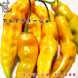 予約販売 トウガラシ苗 アヒアマリージョ 9cmポット 唐辛子 とうがらし 野菜苗 家庭菜園 nft 5月下旬以降発送