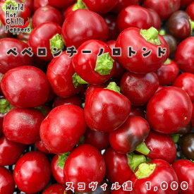予約販売 トウガラシ苗 ペペロンチーノロトンド 9cmポット 唐辛子 とうがらし 野菜苗 家庭菜園 nft 5月下旬以降発送