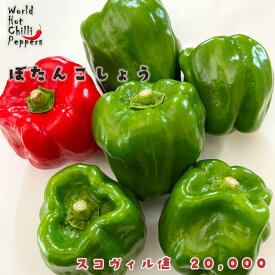 予約販売 トウガラシ苗 ぼたんこしょう 9cmポット 唐辛子 とうがらし 野菜苗 家庭菜園 nft 5月下旬以降発送