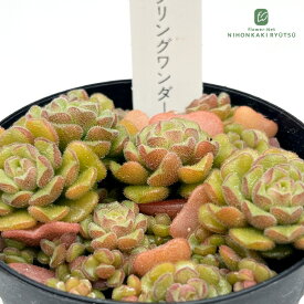 多肉植物 hstセダム スプリングワンダー 多肉植物 星つぶやさん苗 セダム 7.5cmポット