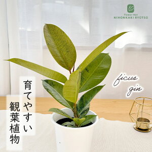 �ϗt�A�� ������t�B�J�X �W�� �S���̖� 4���� �ϗt�A�� ���^ ������ ���� ���蕨 �v���[���g �C���e���A ������� koe