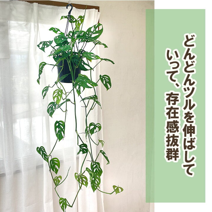 楽天市場】【お買い物マラソンP3倍】 観葉植物 モンステラ オブリクア 