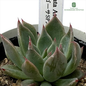 �����A�� yuk�G�P�x���A colorata Atemajac×�U���S�[�Tsp�m�o �����A�� �D�؉�����̕c �������� �G�P�x���A 6cm�|�b�g