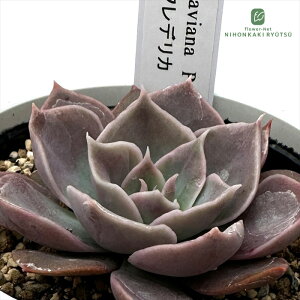 �����A�� yuk�G�P�x���A shaviana Peregrina×�t���f���J �����A�� �D�؉�����̕c �������� �G�P�x���A 6cm�|�b�g