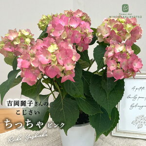 �g����q����̃A�W�T�C �������� �s���N 9cm�|�b�g �������� �c �ԕc �c�� �������� �A�W�T�C ���z��