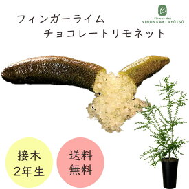 フィンガーライム チョコレートリモネット 7号鉢 2年生苗 苗木 果樹苗 送料無料 フィンガーライムジャパン flj