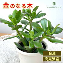 楽天市場】金のなる木 種（花・ガーデン・DIY）の通販