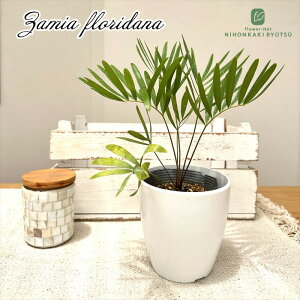観葉植物 ザミア」の人気商品一覧・価格比較 - 価格.com