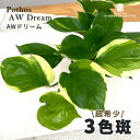 観葉植物 ポトス AWドリーム 3.5号鉢 送料無料 観葉植物 小型 小さい 室内 贈り物 プレゼント インテリア おしゃれ 品種登録出願中
