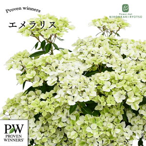 �\��̔� �A�W�T�C ���O�����W�A �G�������X 3.5���� �n�C�h�����W�A �c �ԕc �c�� �������� ���z�� prwa 10�����{�ȍ~����