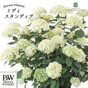 �\��̔� �A�W�T�C �A�i�x�� �~�f�B �X�^���f�B�A 11cm�|�b�g �n�C�h�����W�A �c �ԕc �c�� �������� ���z�� prwa 10�����{�ȍ~����