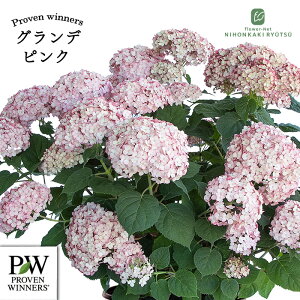 �\��̔� �A�W�T�C �A�i�x�� �O�����f �s���N 11cm�|�b�g �o�^�i�� �n�C�h�����W�A �c �ԕc �c�� �������� ���z�� prwa 10�����{�ȍ~����
