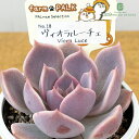 多肉植物 PAL nae セレクション No.018 ヴィオラルーチェ 多肉植物 パルクさん苗 送料無料 エケベリア 6cmポット 【お…