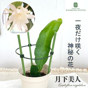 観葉植物 月下美人」の人気商品一覧・価格比較 - 価格.com