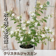 ジャスミン 苗 クリスタルジャスミン 3.5号鉢 多花性 ハーブ苗 Herb