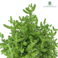 多肉植物 hmドロサンテマム 金柑 多肉植物 ドロサンテマム 6cmポット
