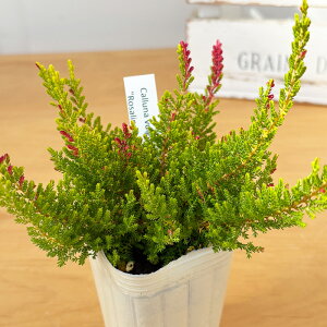 IׂJ[i c uKX 2i 7.5cm|bg Cinic 񂹐A Β ϊ ԕc K[fjO c ihc