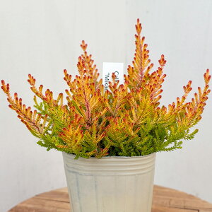 IׂJ[i c uKX 14i 7.5cm|bg Cinic 񂹐A Β ϊ ԕc K[fjO c ihc