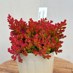 IׂJ[i c uKX 14i 7.5cm|bg Cinic 񂹐A Β ϊ ԕc K[fjO c ihc