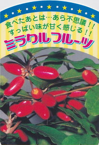 ミラクルフルーツ 苗 ミラクルフルーツ 苗