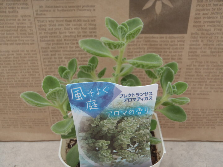 楽天市場 多肉植物 ハーブに近い多肉植物 プレクトランサス アロマティカス フラワーネット 日本花キ流通 楽天市場 多肉植物 ハーブに近い多肉植物 プレクトランサス アロマティカス フラワーネット 日本花キ流通